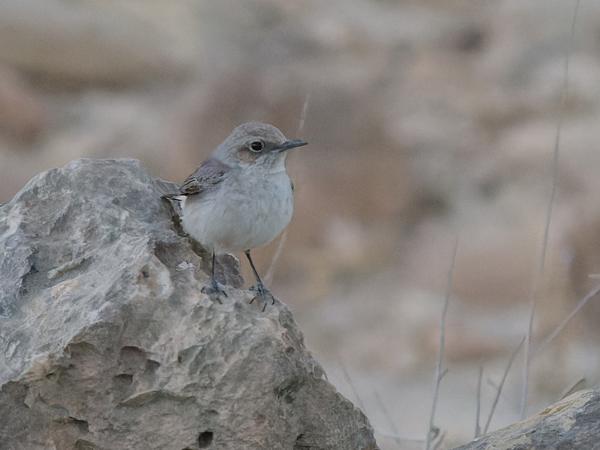 <h3><a href="/trips/oman/biota/animalia/chordata/aves/040 passeriformes/108 muscicapidae/oenanthe lugentoides/oenanthe lugentoides-nl.html">Oenanthe&nbsp;lugentoides</a> / Arabian&nbsp;wheatear / Arabische&nbsp;rouwtapuit</h3>OM-1 Mark II met OLYMPUS M.150-400mm F4.5 TC, 1/1000 sec  bij F5.6, ISO 10000, afstand 28.3&nbsp;m